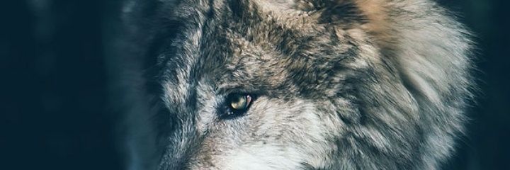 Skeysskeys's profile banner image