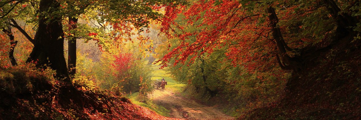 Sir Autumn Mandrake banner