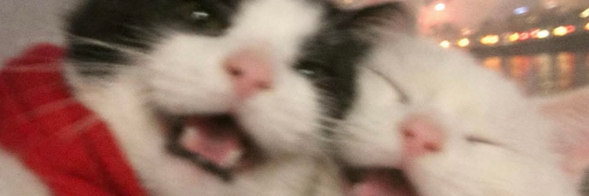 catengineerr's profile banner image