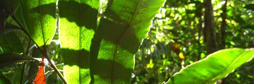 csoconn's profile banner image
