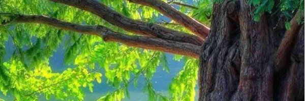 mrselim2's profile banner image