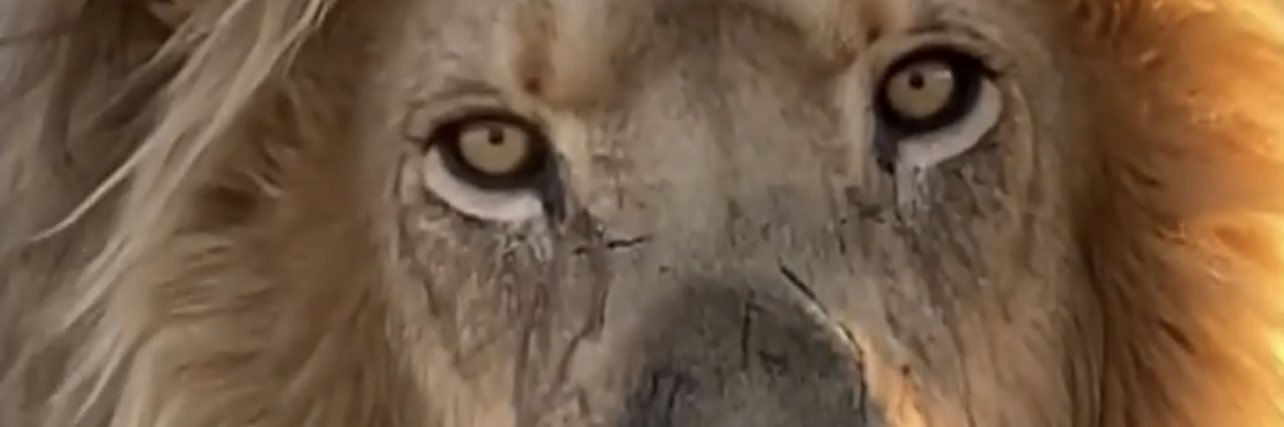Александр Зуев banner
