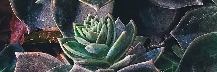 _LaurenWard's profile banner image