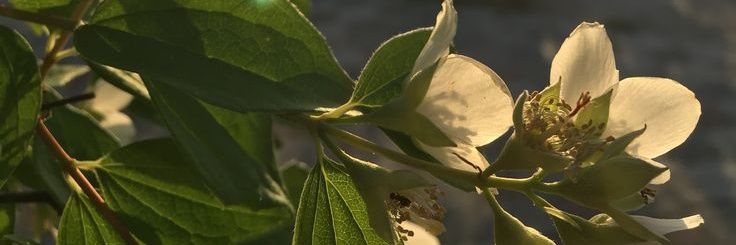cascarnatto's profile banner image