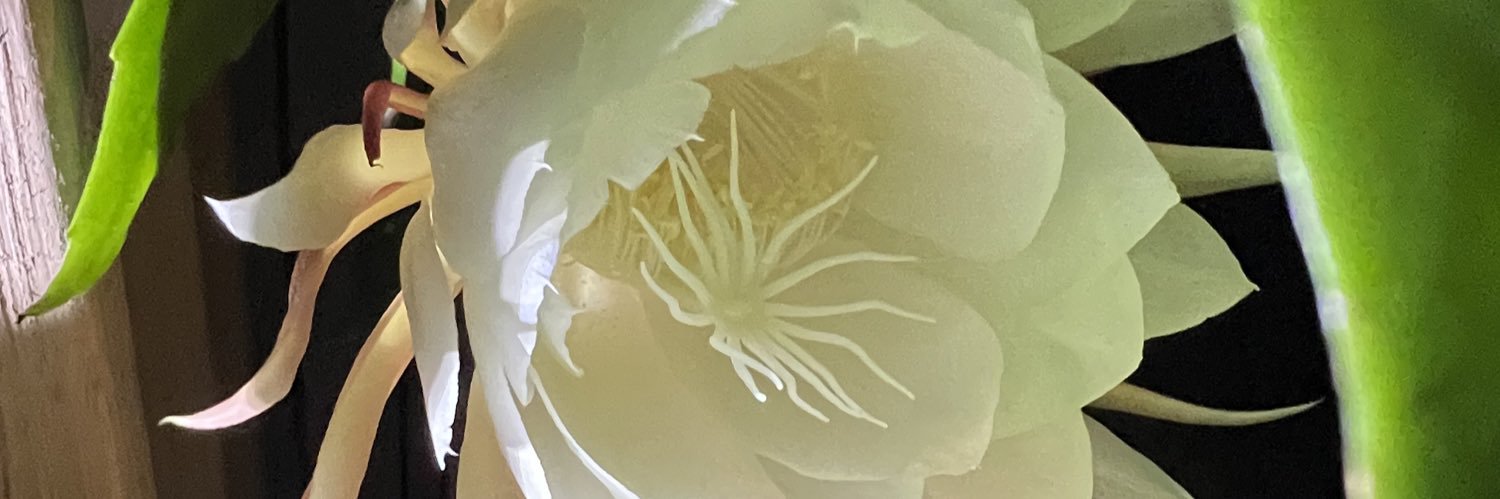 KelliTalbott's profile banner image