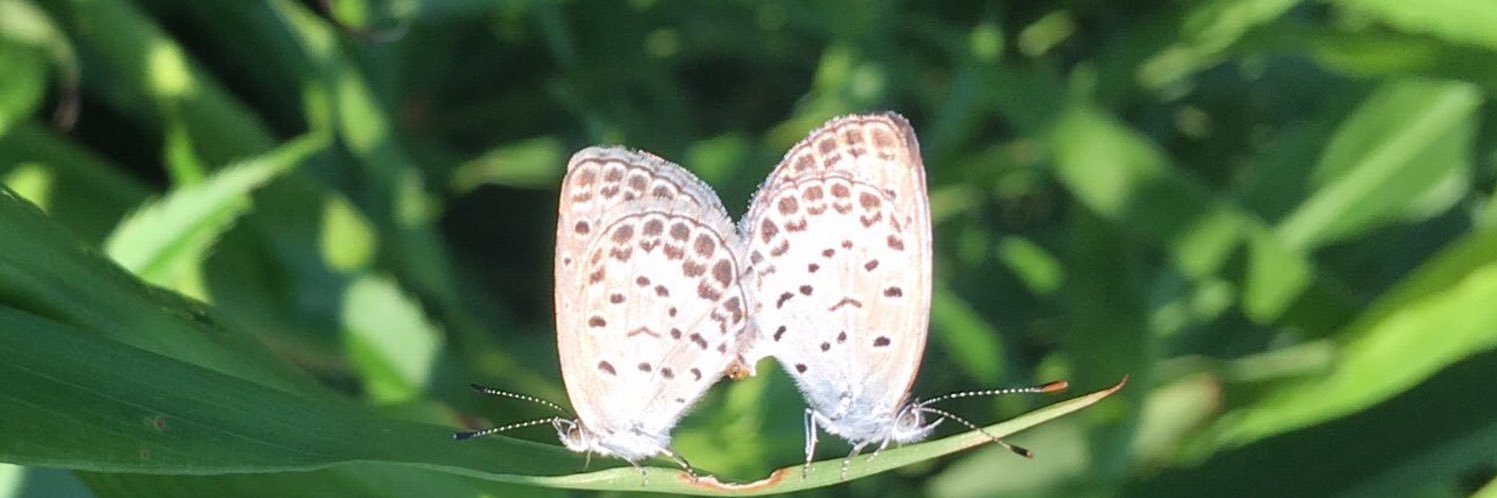michina_A's profile banner image