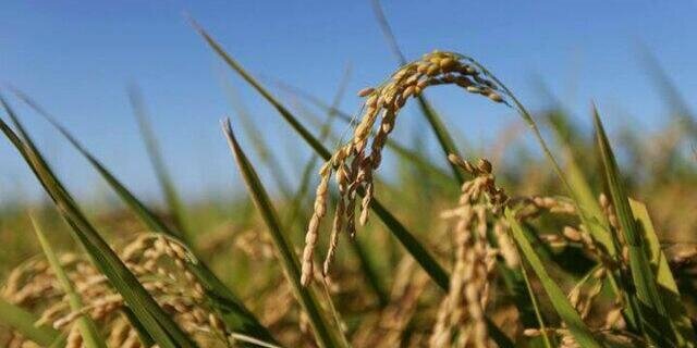 BerasSolok's profile banner image