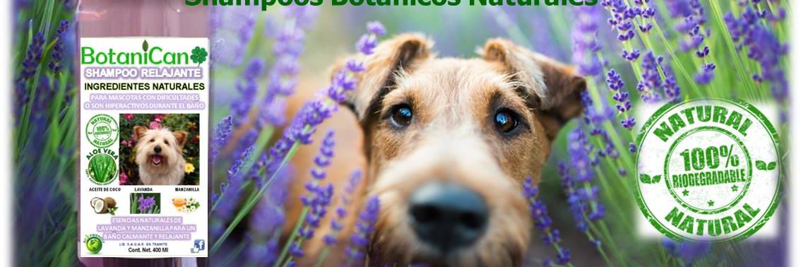 MyPetClean's profile banner image