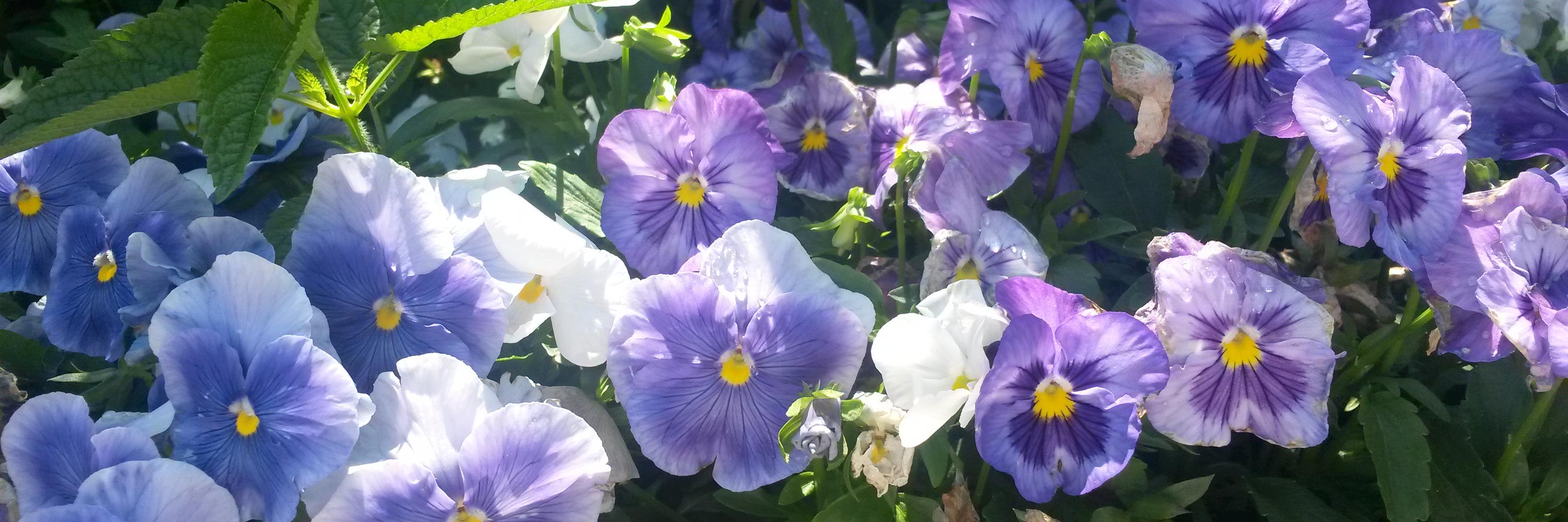 Ruth Molly’s mom banner