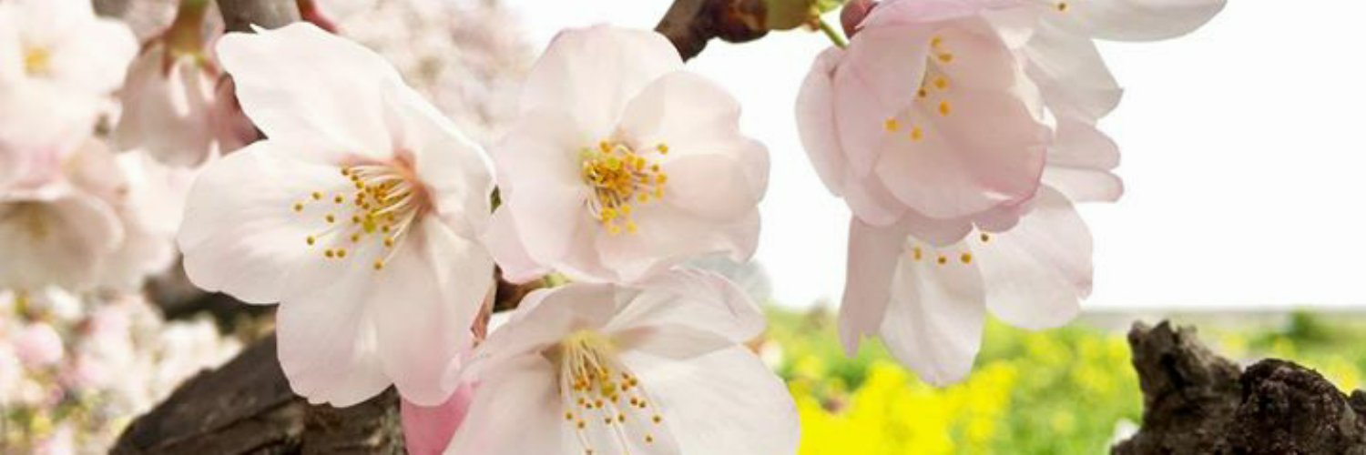 Asako banner