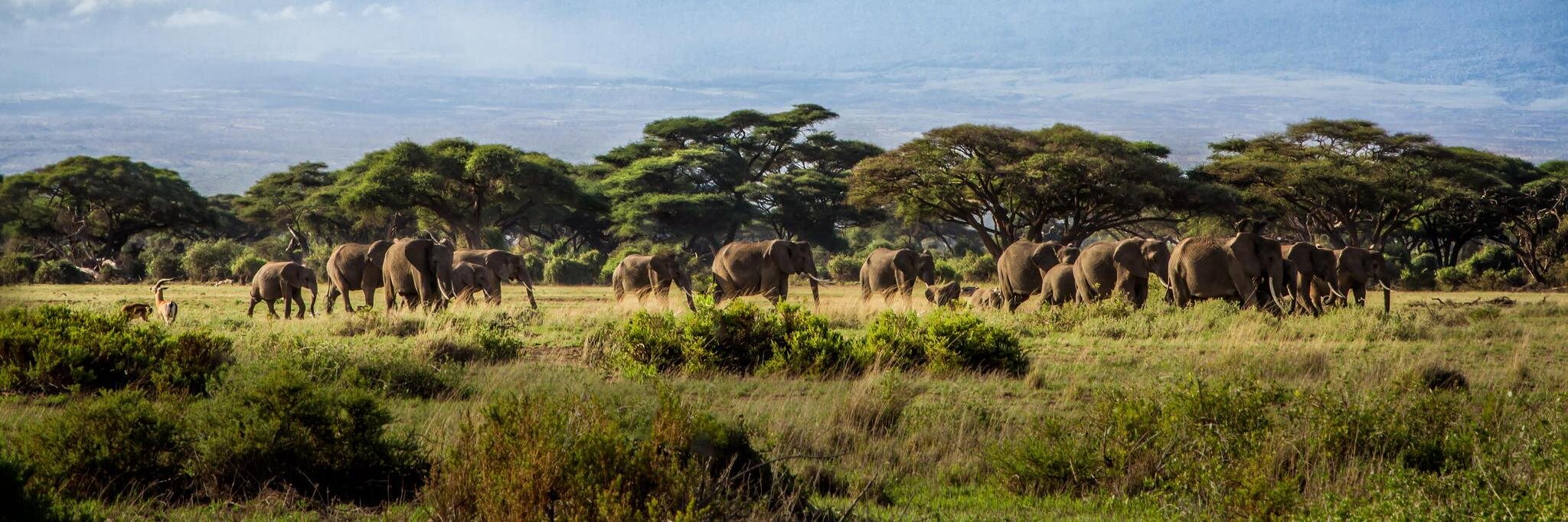 Rachel Zestar-Postrk banner