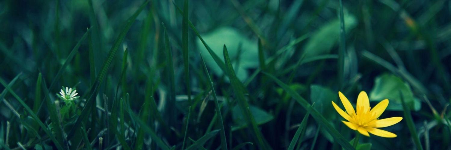 kamonoyoru's profile banner image