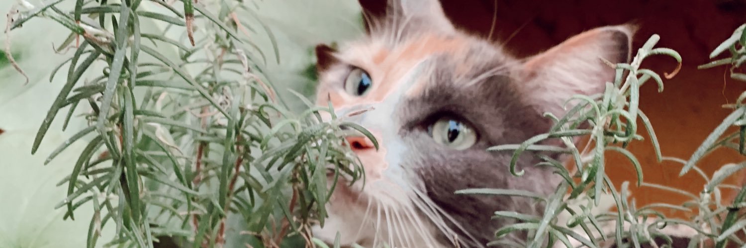 CataFacuse's profile banner image
