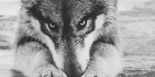 Boro_47's profile banner image