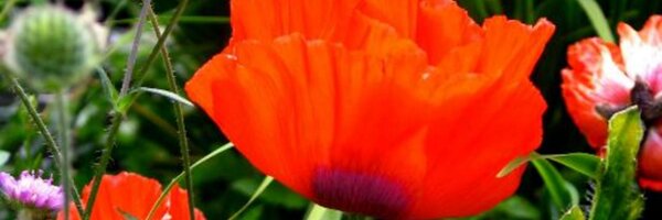 That_Wz Profile Banner