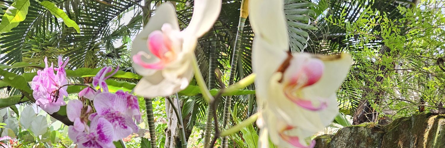 _ifa_'s profile banner image