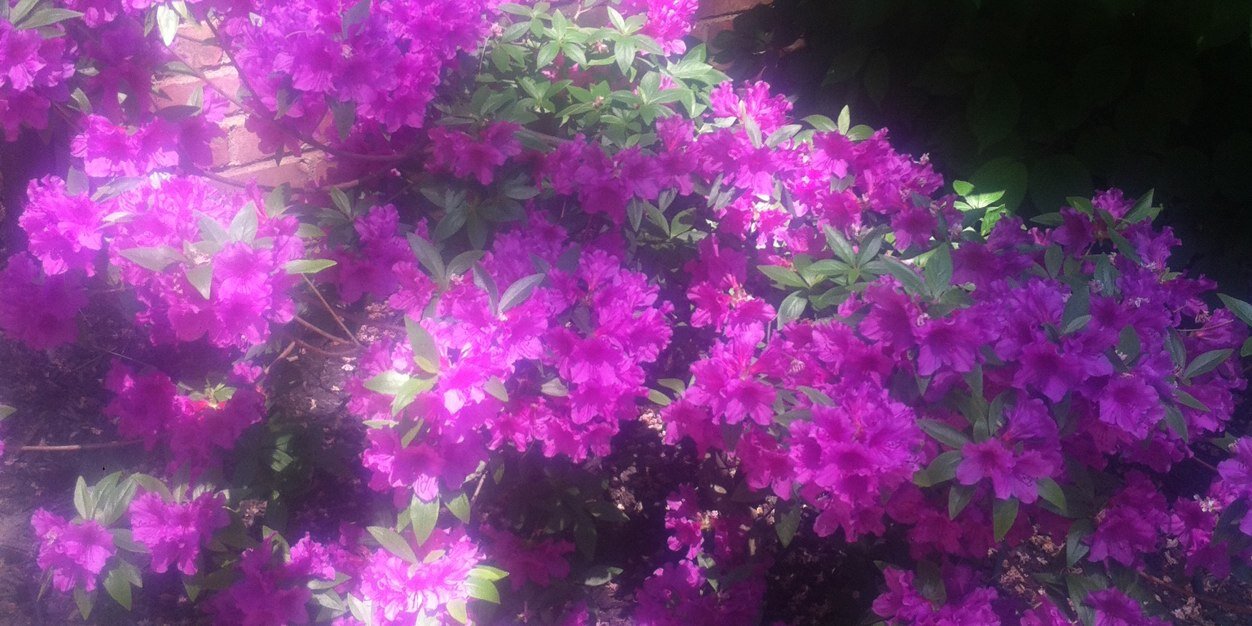 HollyRoutenberg's profile banner image