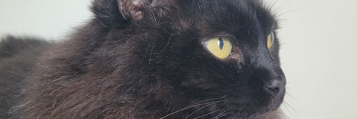 rodsvj's profile banner image
