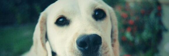 ninjunpolema's profile banner image
