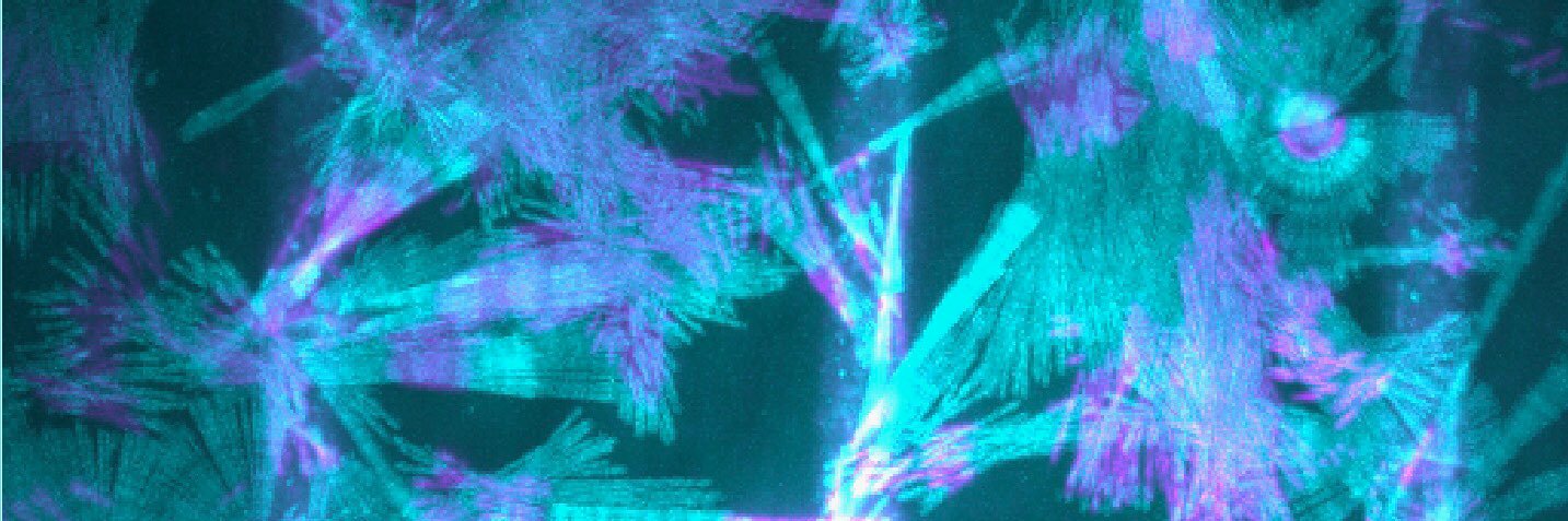 Nikki Rodgers (she/her) banner