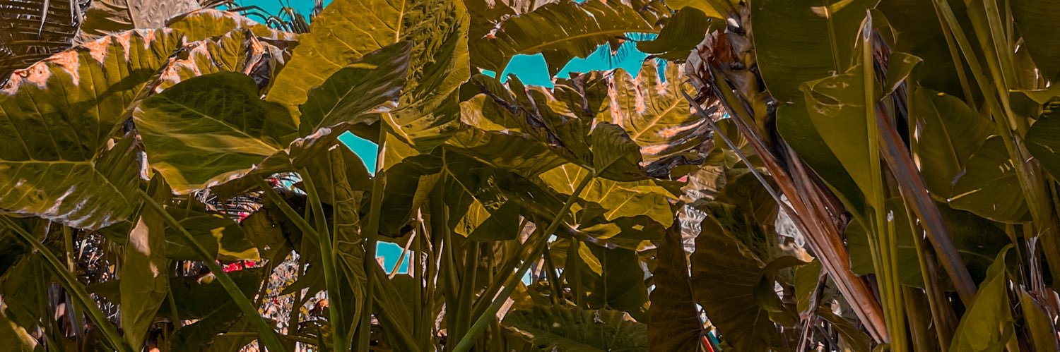 IFernandoRomero's profile banner image