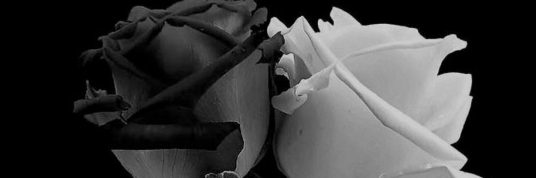 Sarae banner