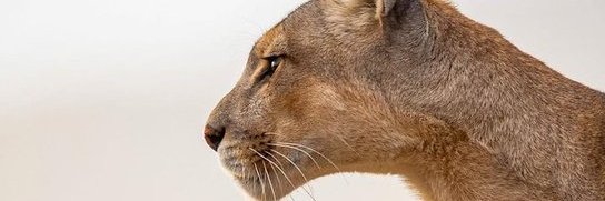 GuilleTapiaC's profile banner image