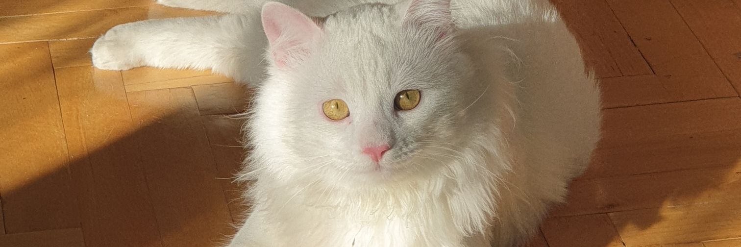 psikojenik's profile banner image