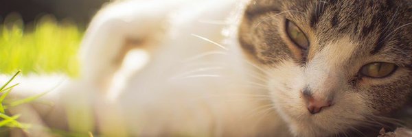 AWebster67 Profile Banner