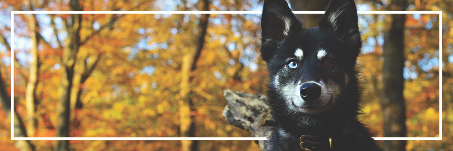 CanineNeeds's profile banner image