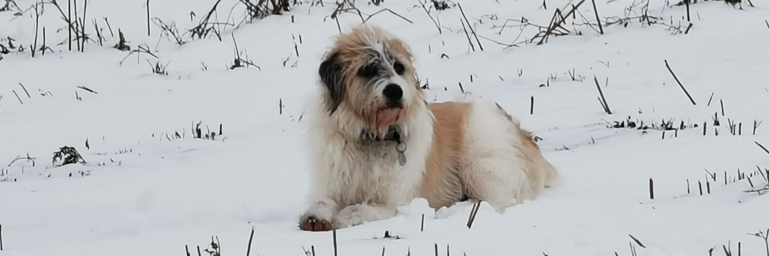 dcreesy's profile banner image
