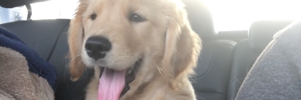 M_Forgette's profile banner image