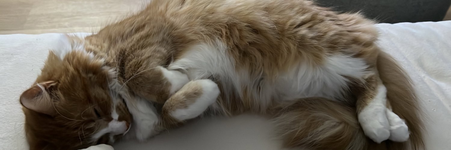 cholesocks's profile banner image