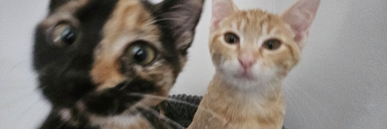 P_Trizzlee's profile banner image