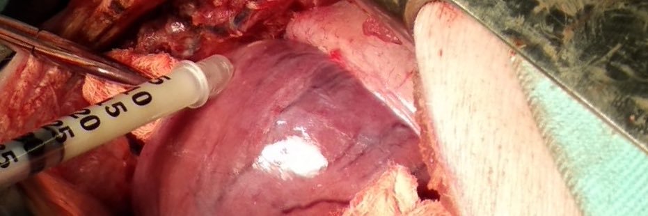 Rafael Dariolli banner