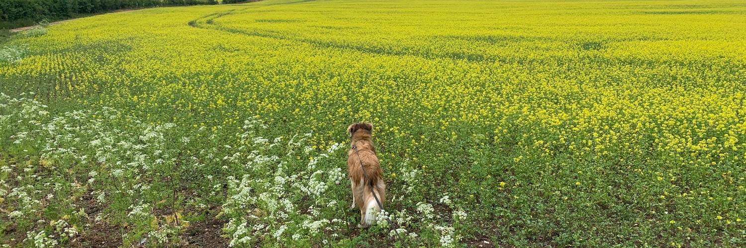 Melissa (Phillips) Clarke-Reed banner