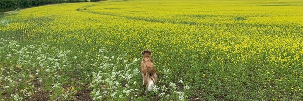 CoachMelP Profile Banner