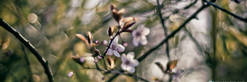 Dr. Issam W. Damaj banner