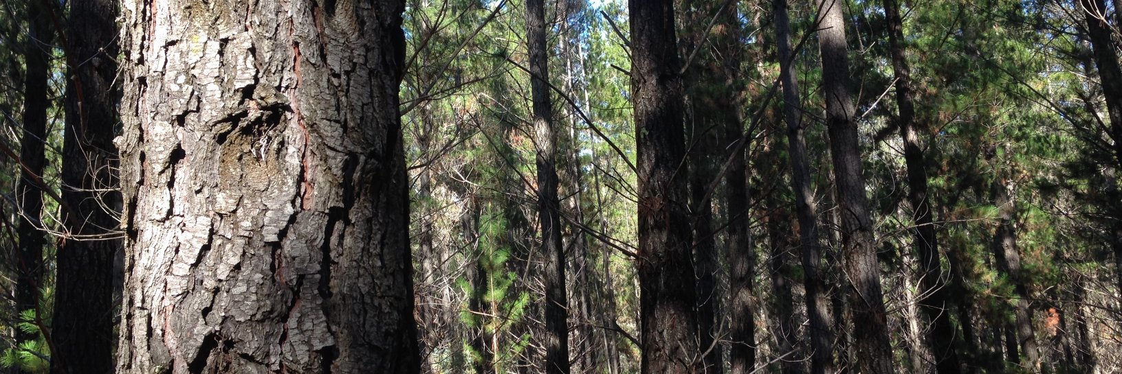 Mick Stephens banner
