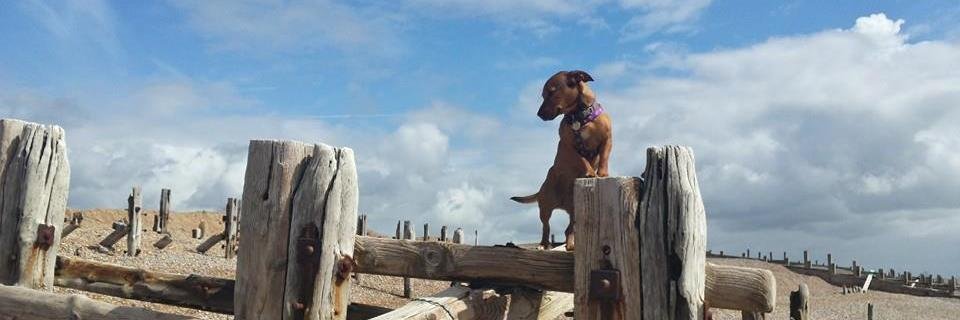 CanineCrazyBlog's profile banner image