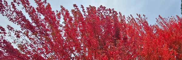 hellovictoriabc Profile Banner