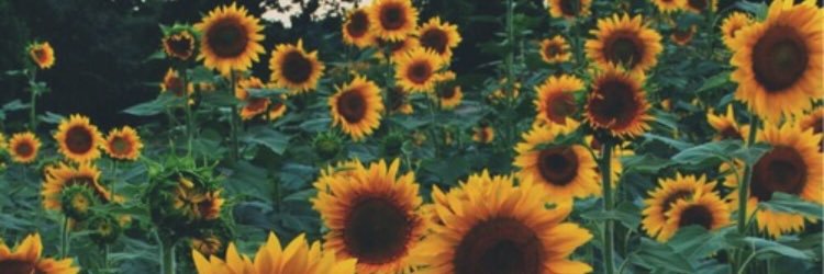 fruitykayke's profile banner image