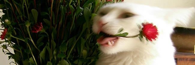 castelation's profile banner image