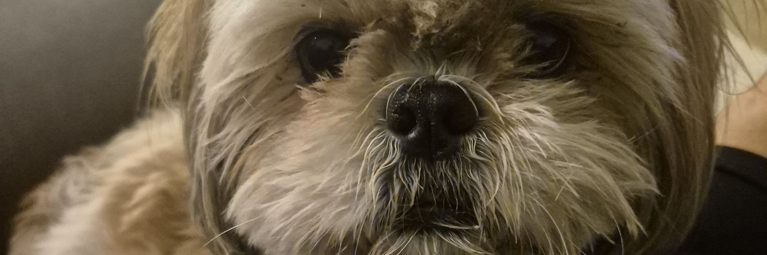 meirorbach's profile banner image