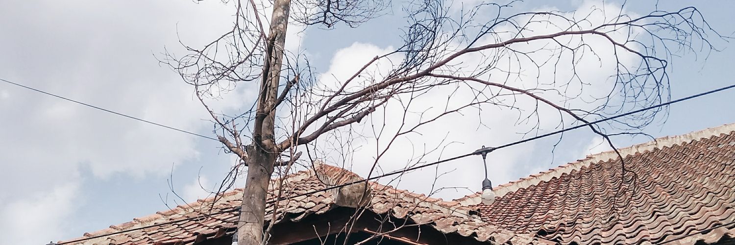temanariz's profile banner image