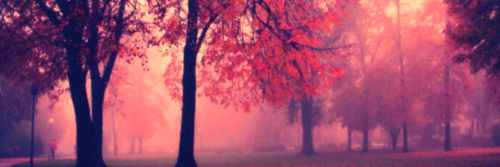 Simone_Donah's profile banner image