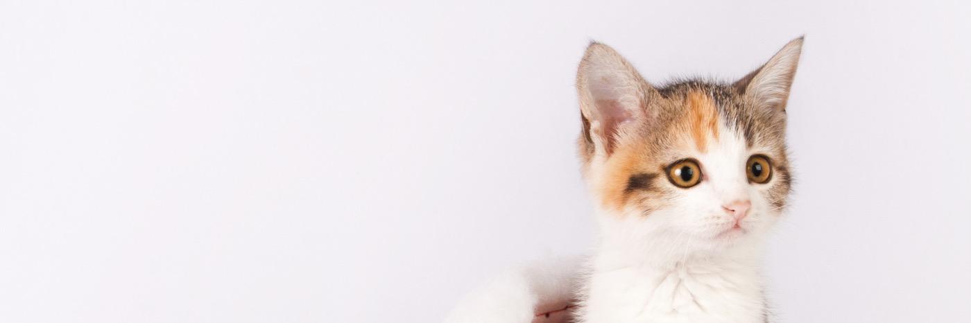 samthesiamese's profile banner image