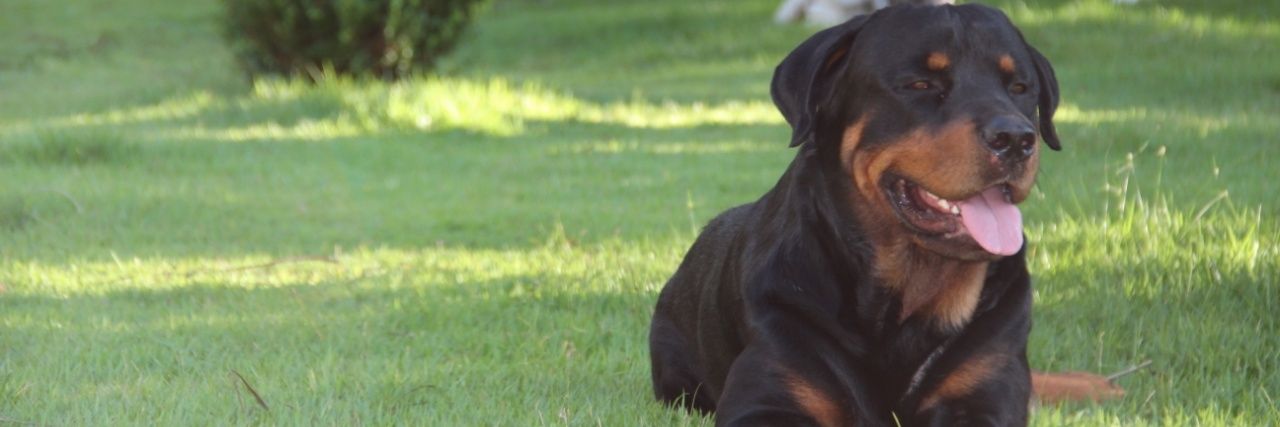 Iron Rottweiler banner