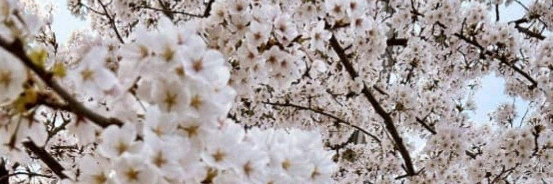 nisrina_far's profile banner image