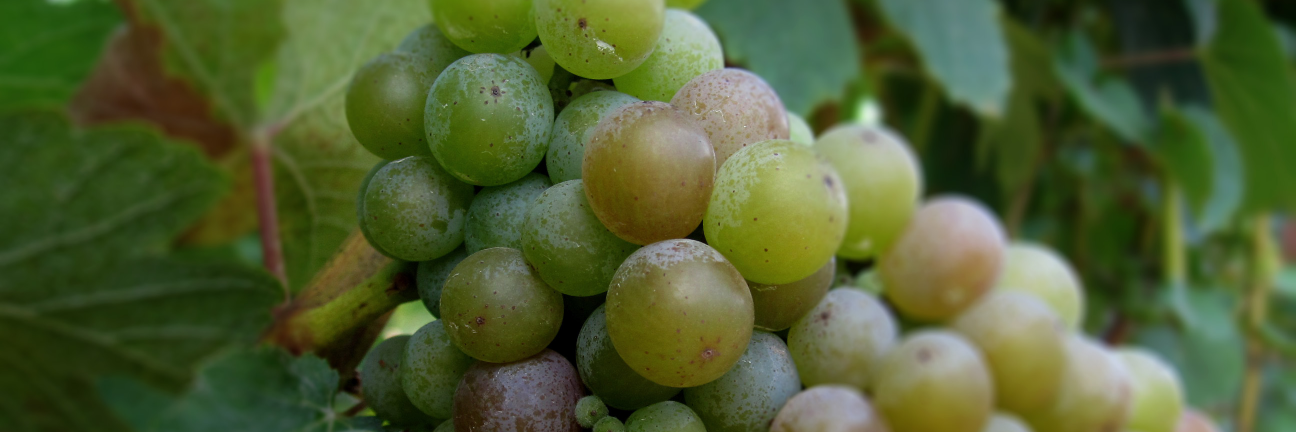 Montinore Estate banner